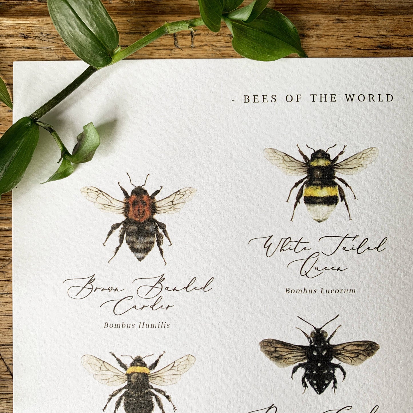 Bees of the World Chart Watercolour Art Print