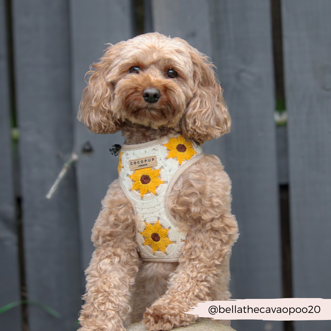 Sunflower Patch Adjustable Neck Harness