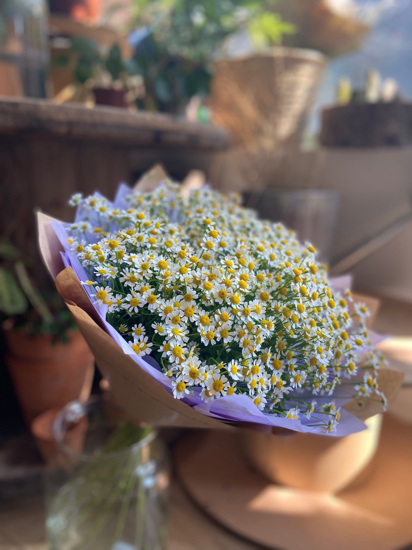 An Armful of Daisies