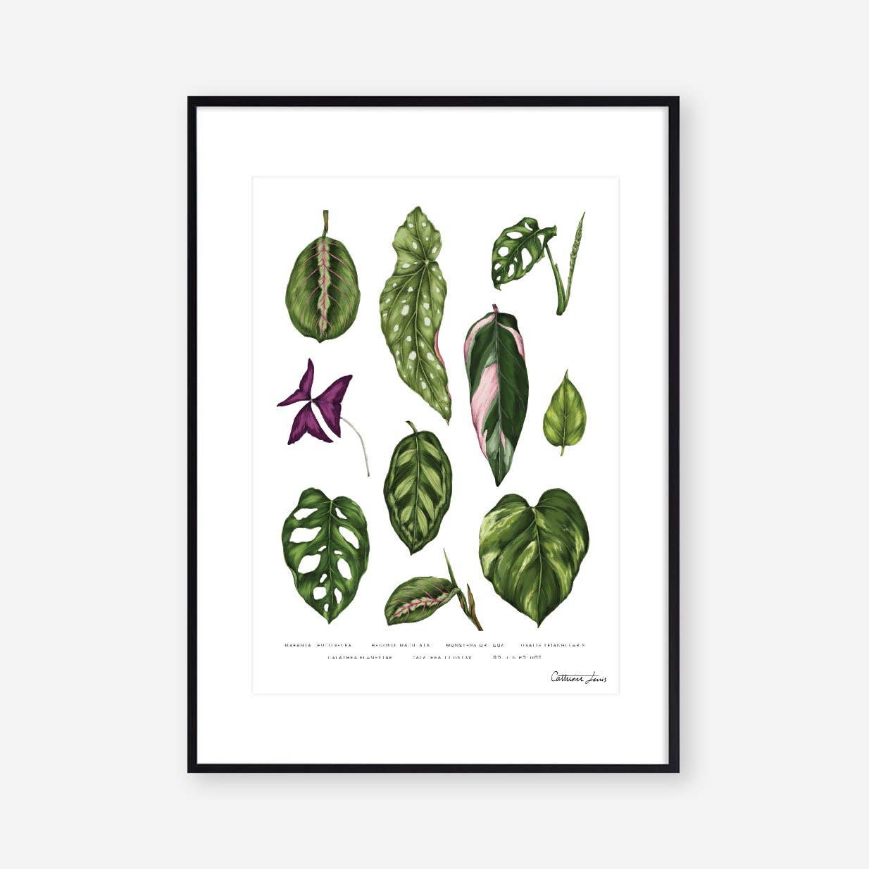 Houseplants Botanical Art Print