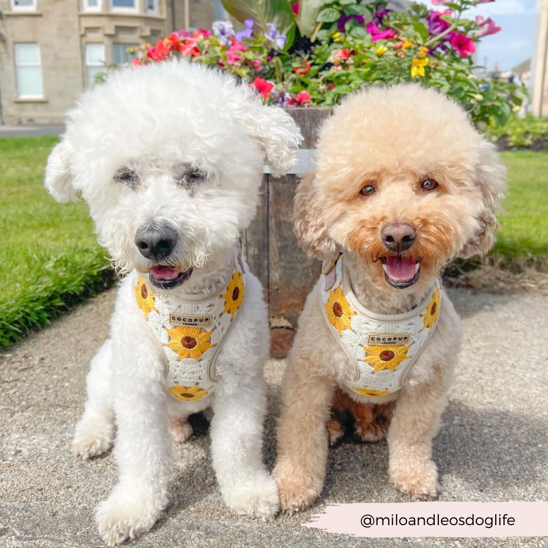 Sunflower Patch Adjustable Neck Harness