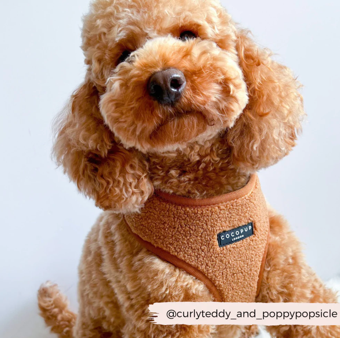 Teddy Adjustable Neck Harness - Caramel