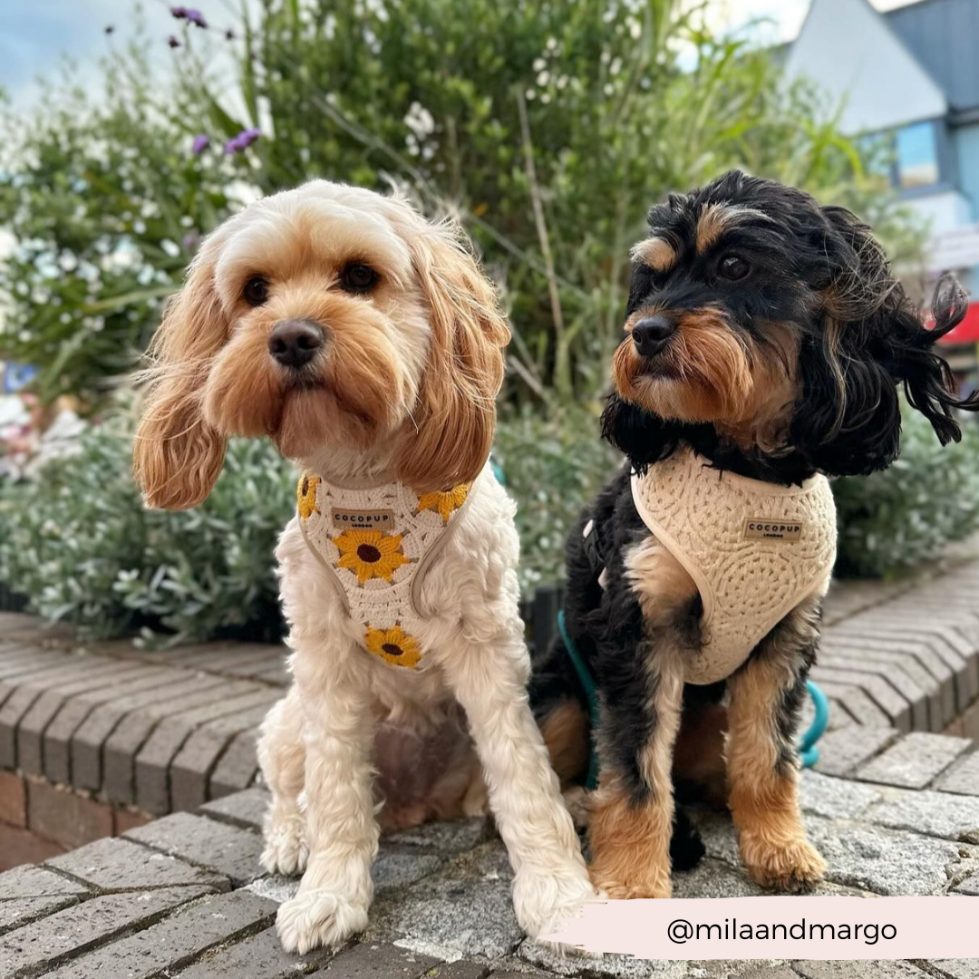 Sunflower Patch Adjustable Neck Harness
