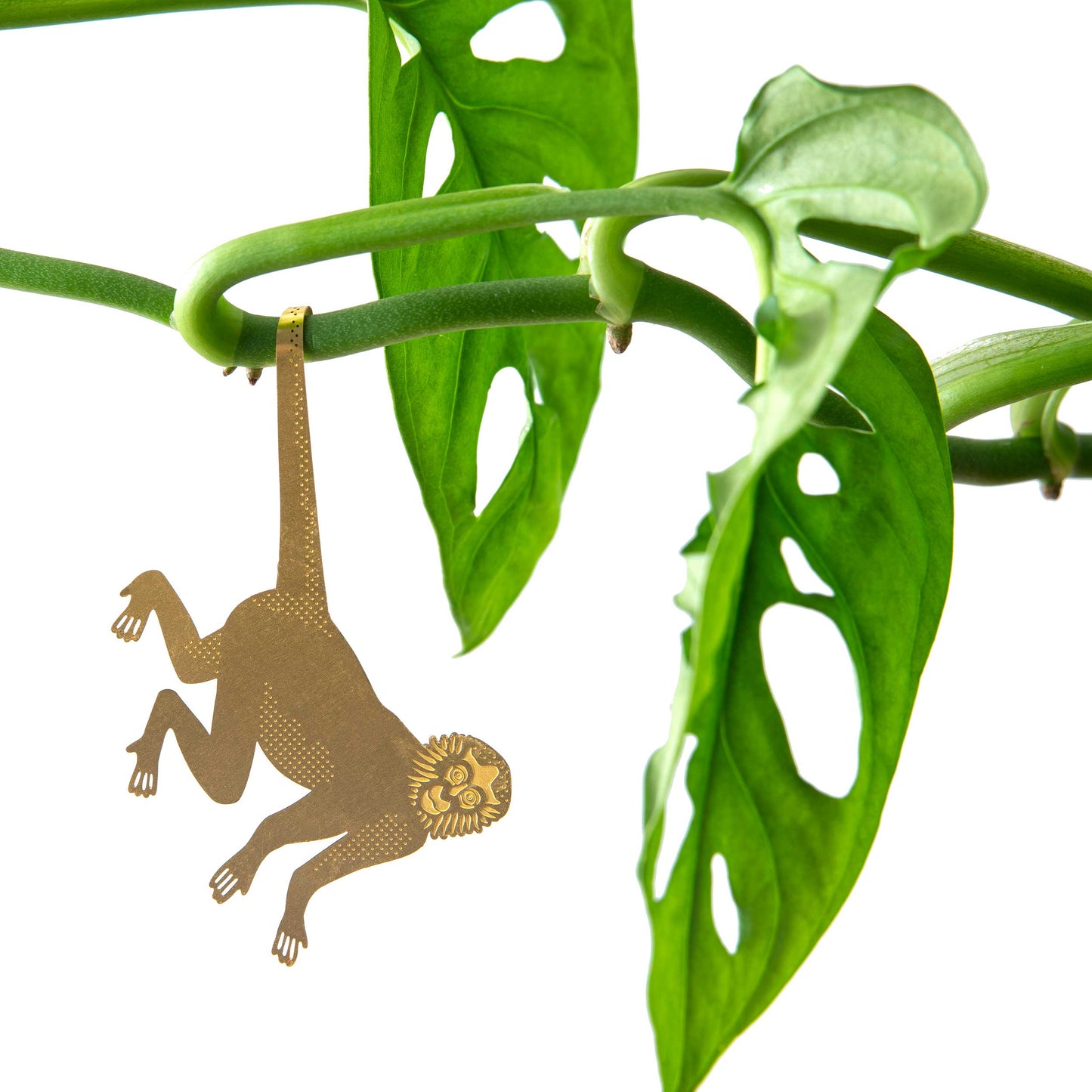 House Plant Animal - Spider Monkey