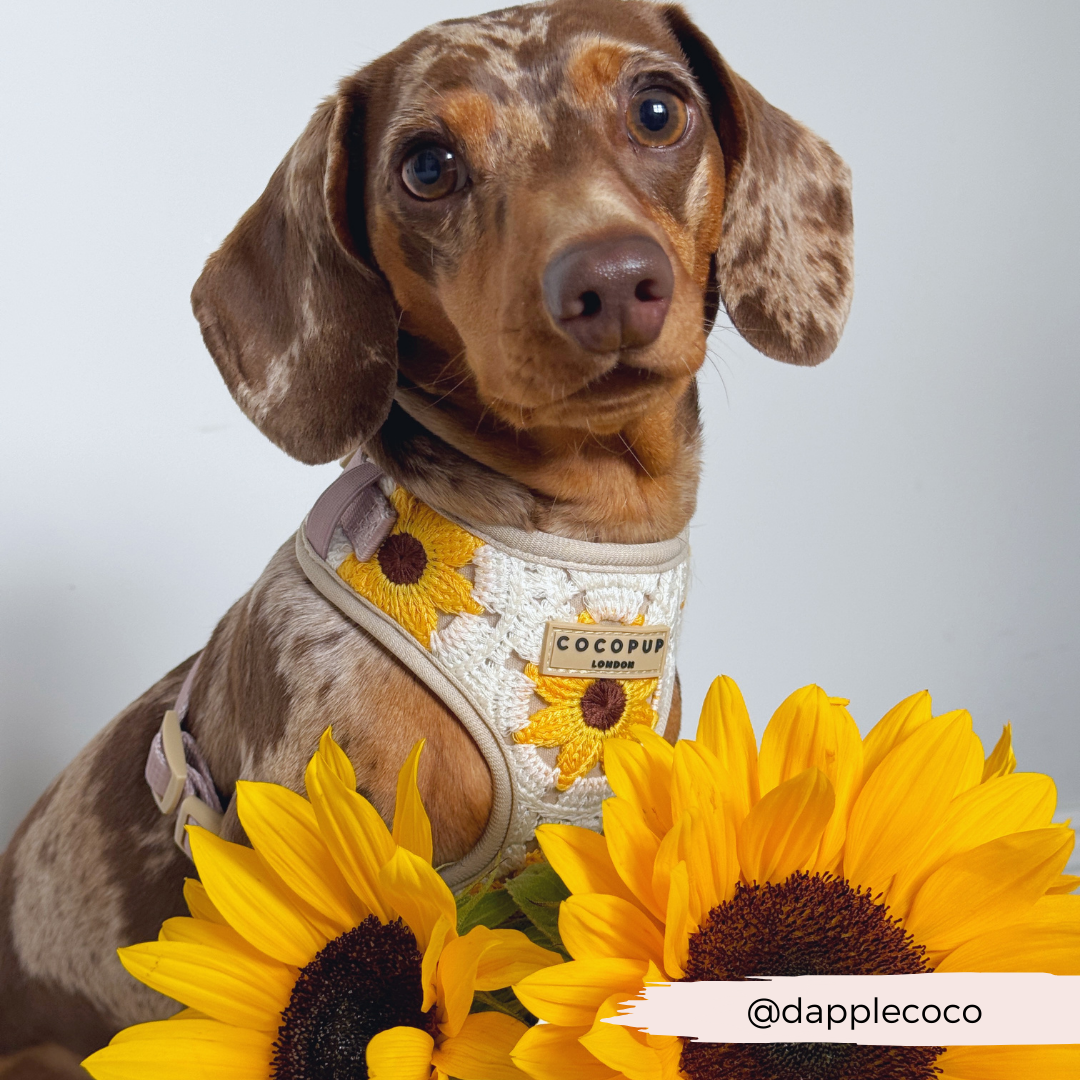 Sunflower Patch Adjustable Neck Harness