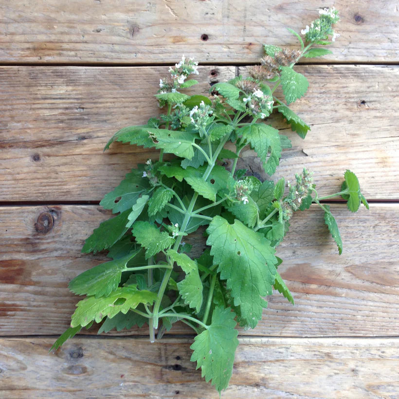 Piccolo Seeds - Nepeta Catnip