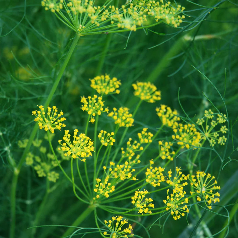 Mammouth Long Island Dill Seeds
