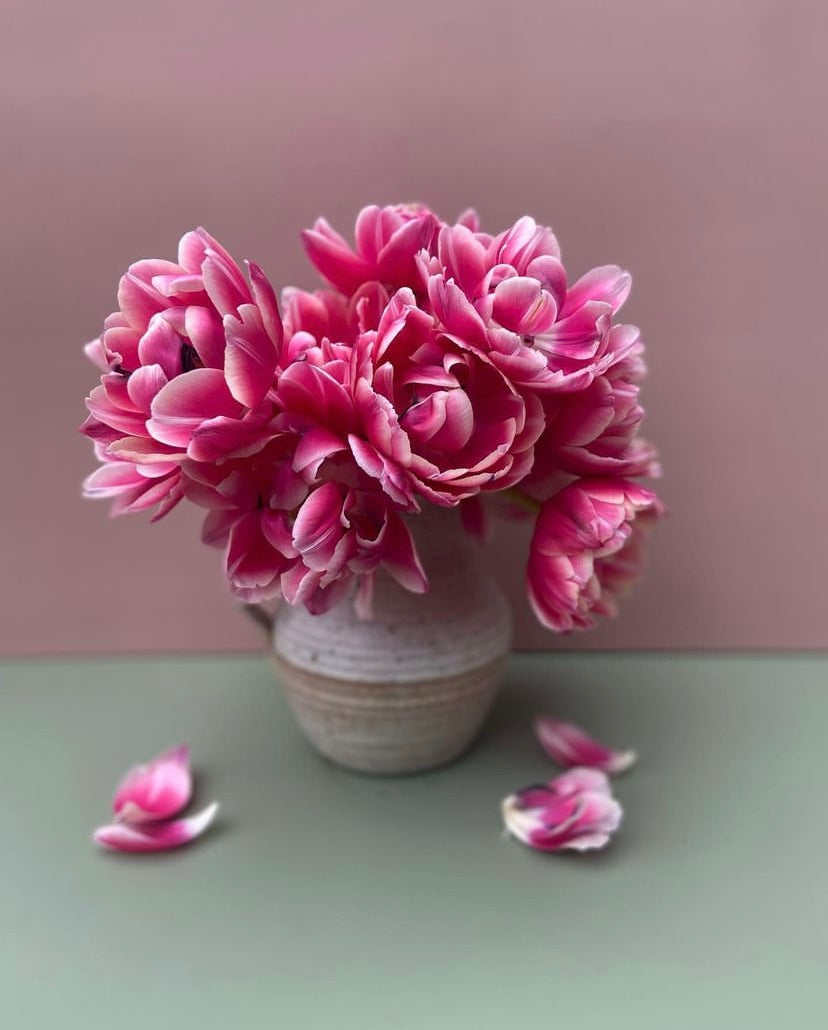 An Armful of Columbus Tulips