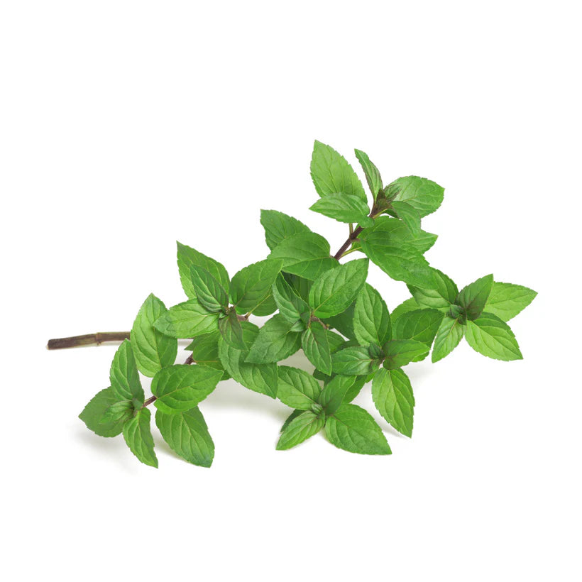 Common peppermint Seeds