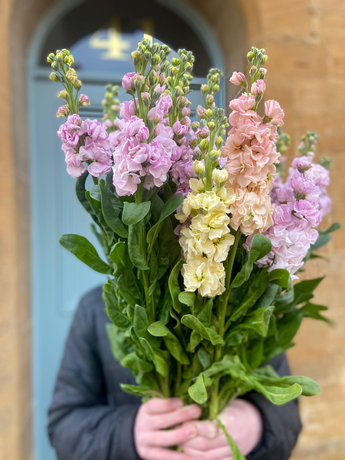 An Armful of Scented Stocks