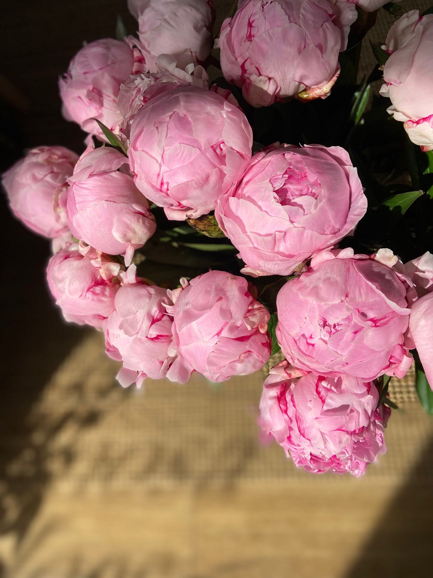 An Armful of Sarah Bernhardt Peonies