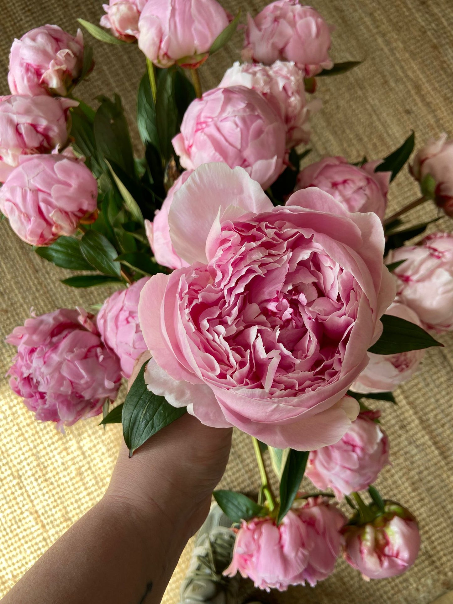 An Armful of Sarah Bernhardt Peonies