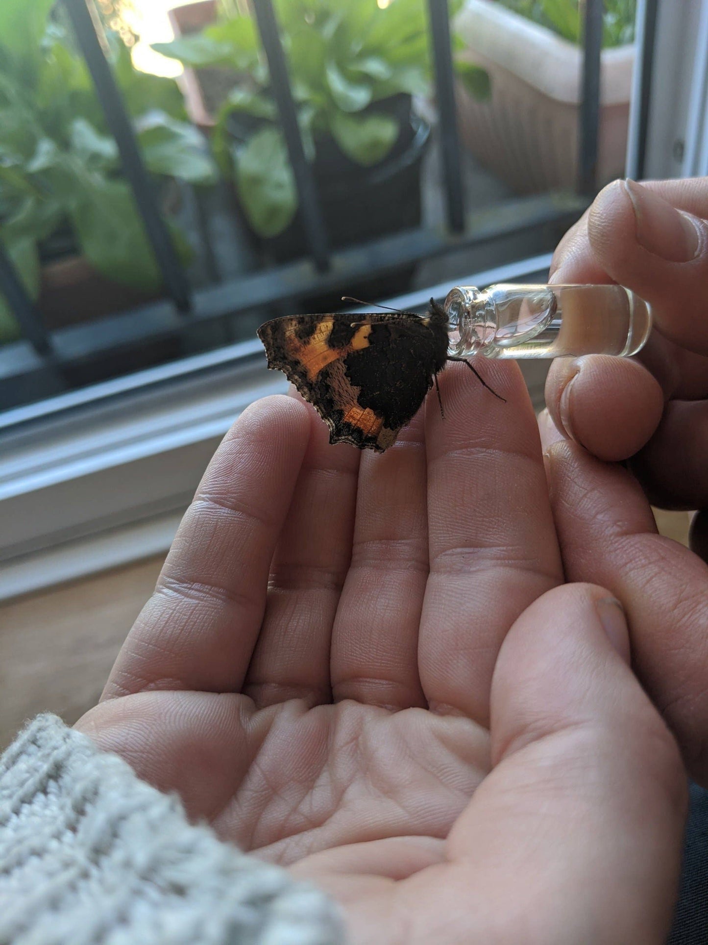 The Original Bee Revival Kit - Athracite Grey