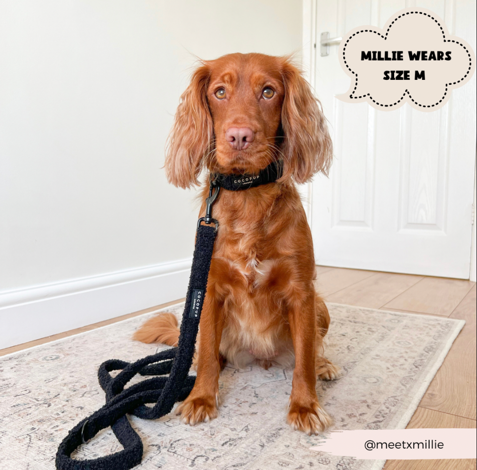 Teddy Dog Lead - Black