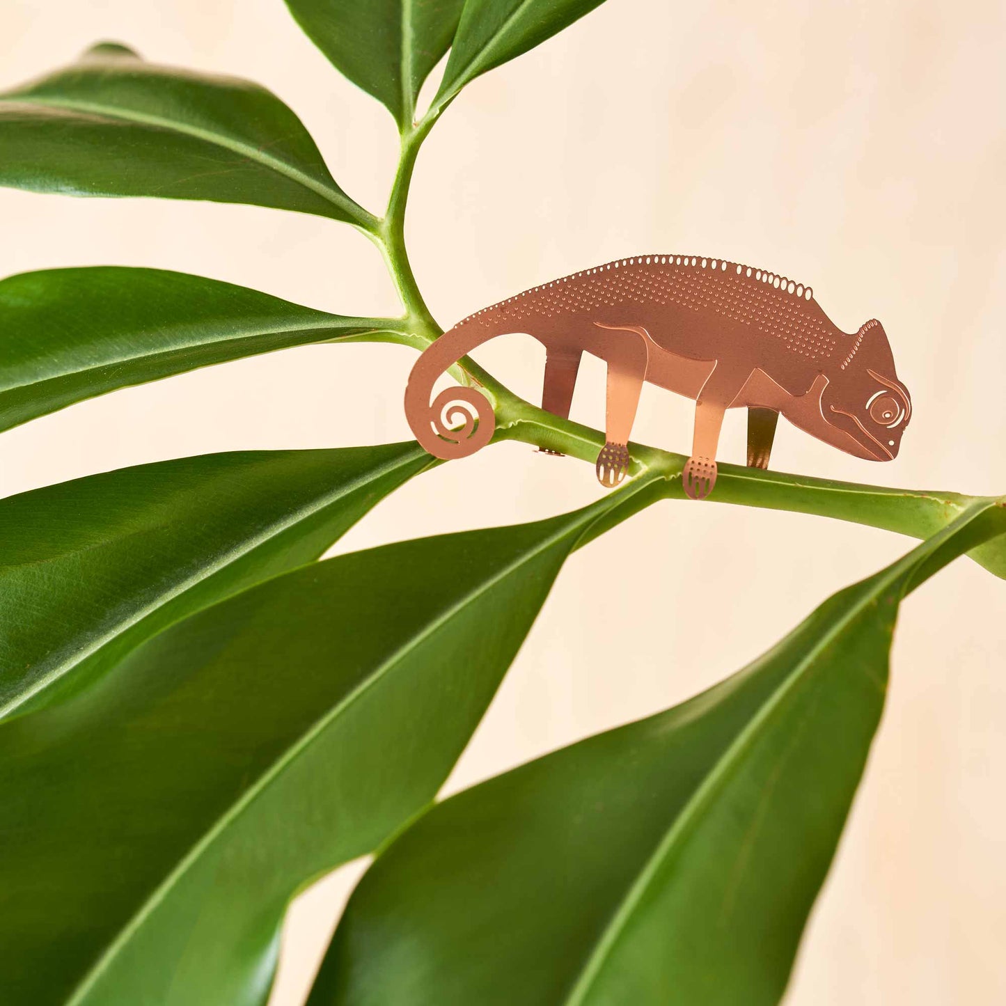 House Plant Animal - Chameleon