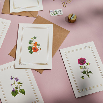Nasturtium - Blank Greetings Card