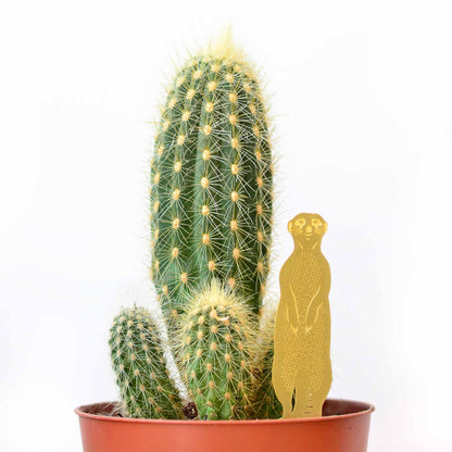 House Plant Animal - Meerkat