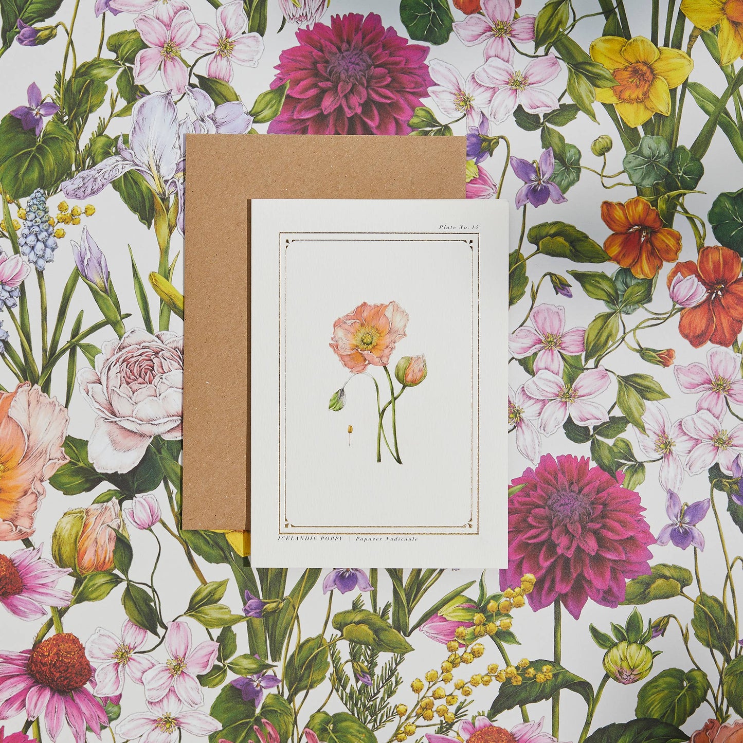 Icelandic Poppy Blank Greetings Card