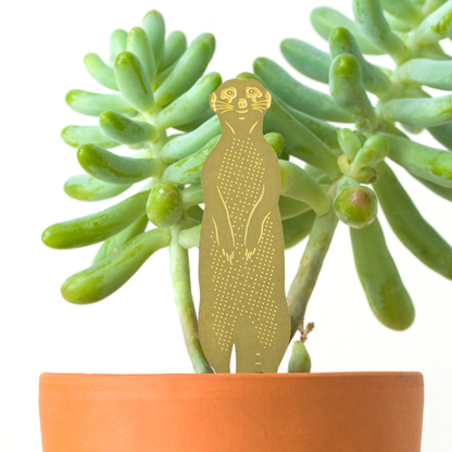 House Plant Animal - Meerkat
