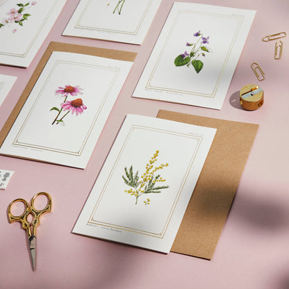 Mimosa Botanist Card
