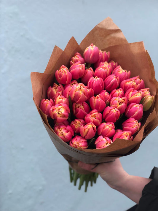 An Armful of Columbus Tulips