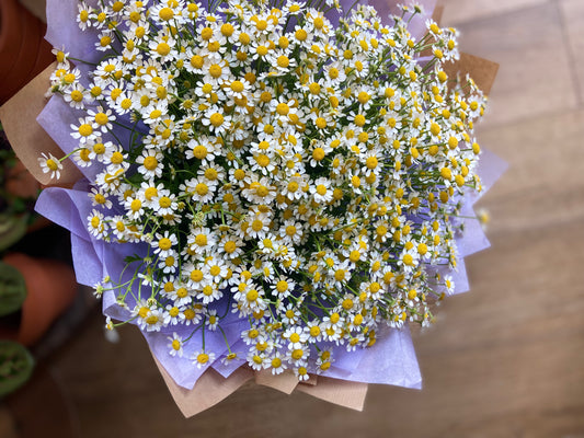 An Armful of Daisies