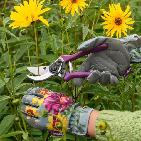 RHS Gift Boxed Secateurs Asteraceae