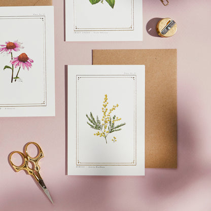 Mimosa Botanist Card