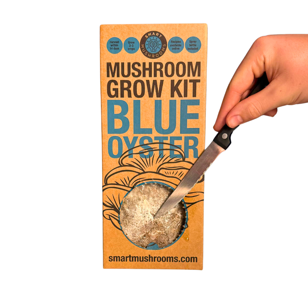 Grow Your Own Oyster Mushroom Kit, Blue & Gold