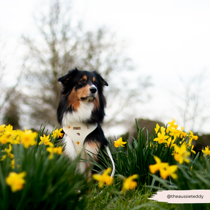Embroidered Spring Animals Woodland Walkies Adjustable Neck Dog Harness - Cocopup