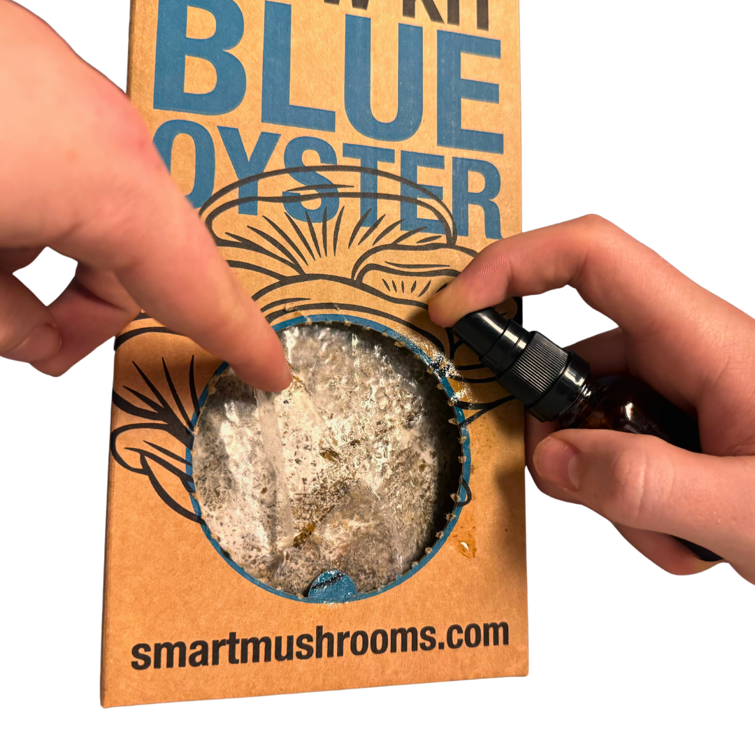 Grow Your Own Oyster Mushroom Kit, Blue & Gold