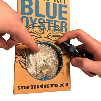 Grow Your Own Oyster Mushroom Kit, Blue & Gold