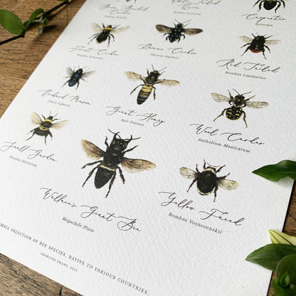 Bees of the World Chart Watercolour Art Print