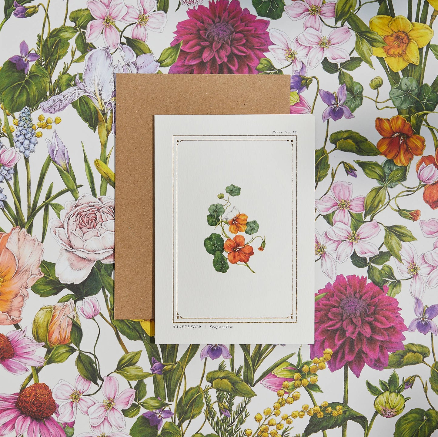 Nasturtium - Blank Greetings Card