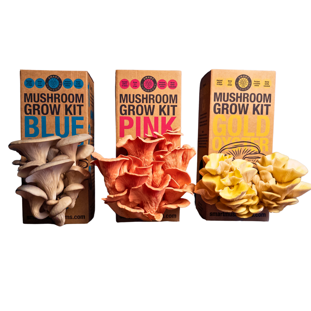 Grow Your Own Oyster Mushroom Kit, Blue & Gold