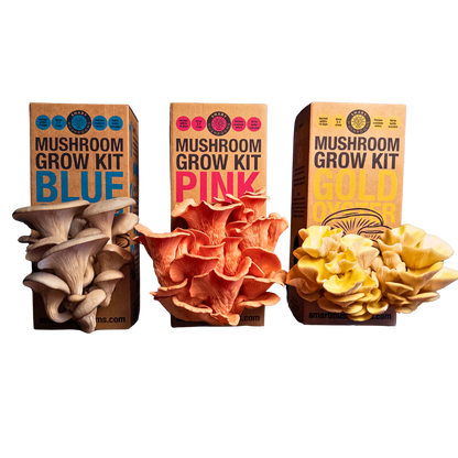 Grow Your Own Oyster Mushroom Kit, Blue & Gold