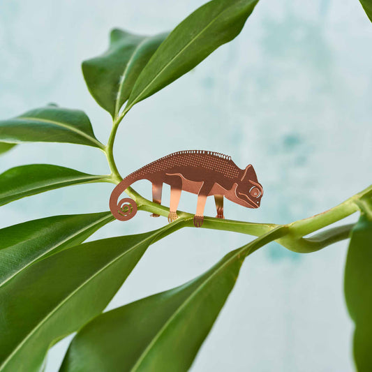 House Plant Animal - Chameleon