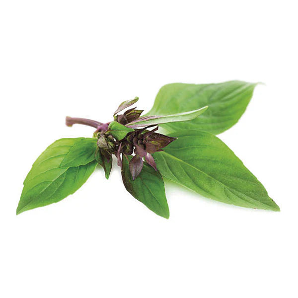 Piccolo Seeds - Basil Thai