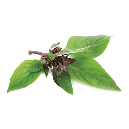 Piccolo Seeds - Basil Thai