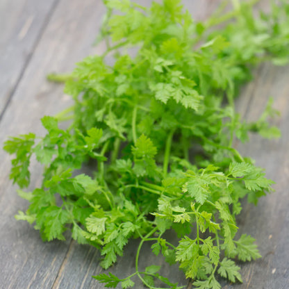 Piccolo Seeds Gift Box - Kitchen Herbs