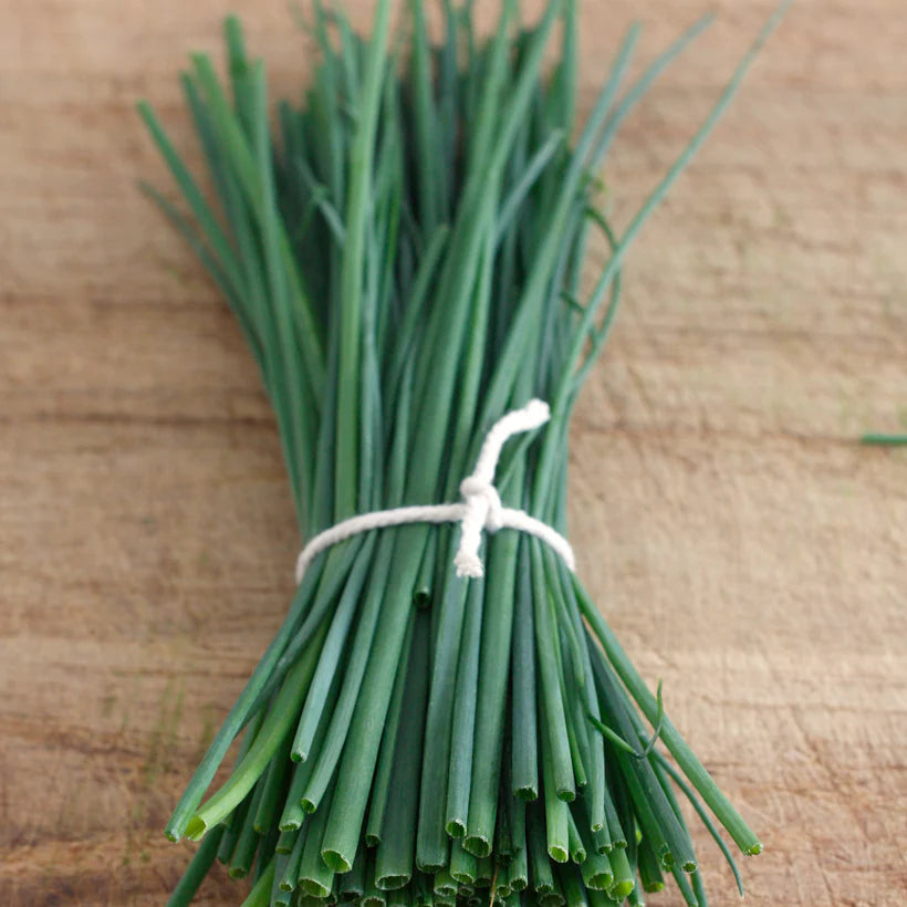 Piccolo Seeds - Chives Fine Leaf