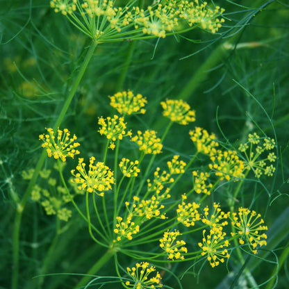 Mammouth Long Island Dill Seeds