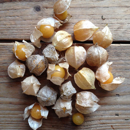 Piccolo Seeds - Cape Gooseberry Golden Berry