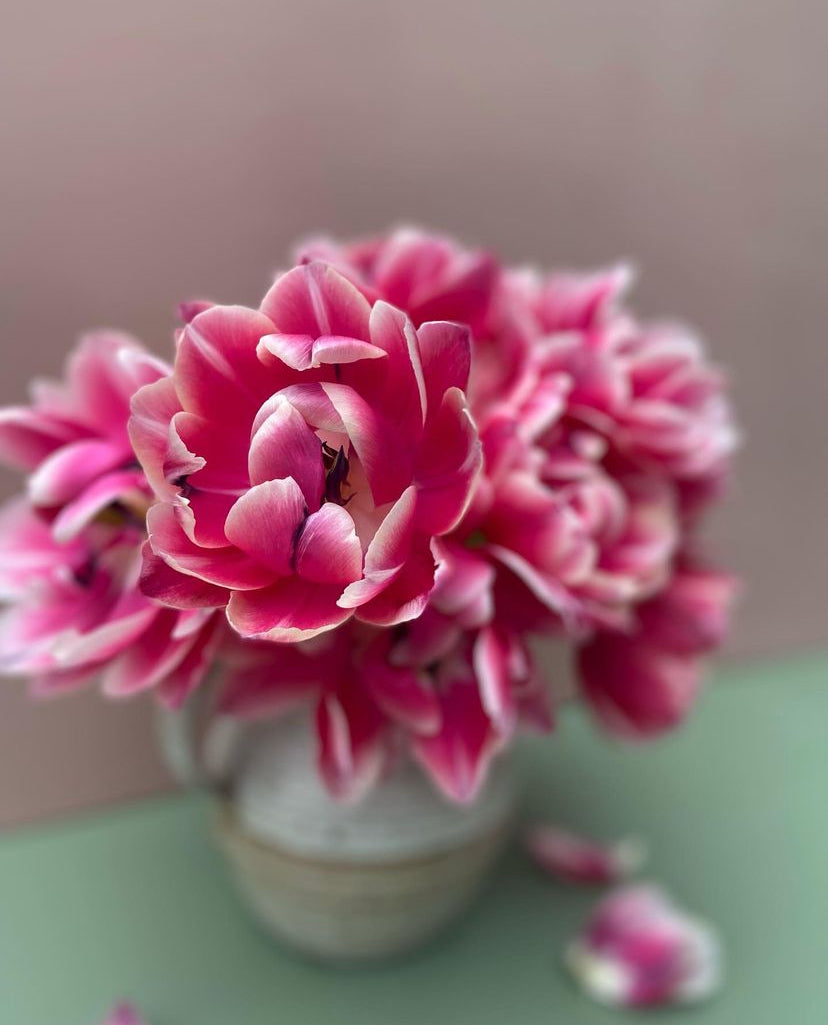 An Armful of Columbus Tulips