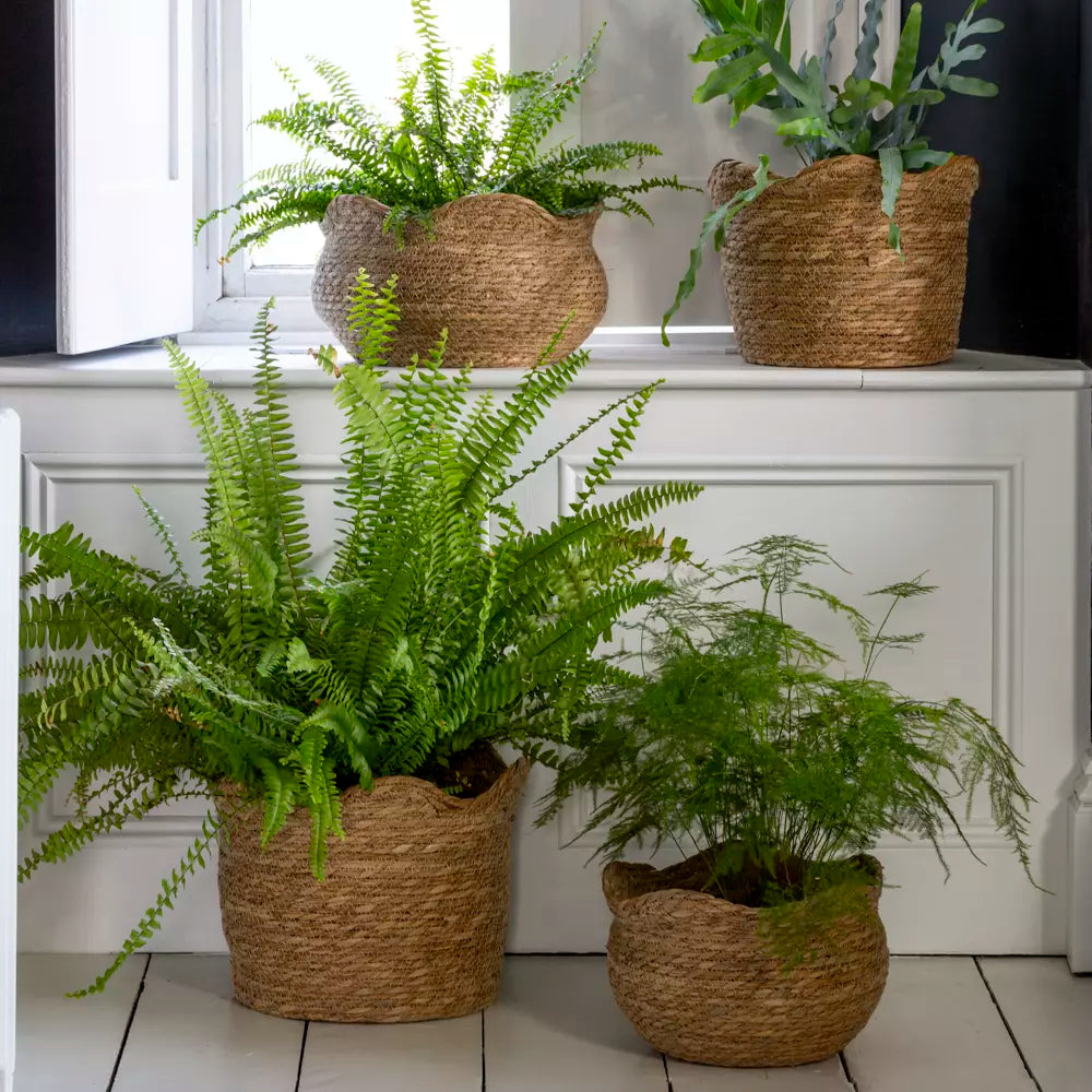 Seagrass Basket Planter Shallow Frill Edge Large