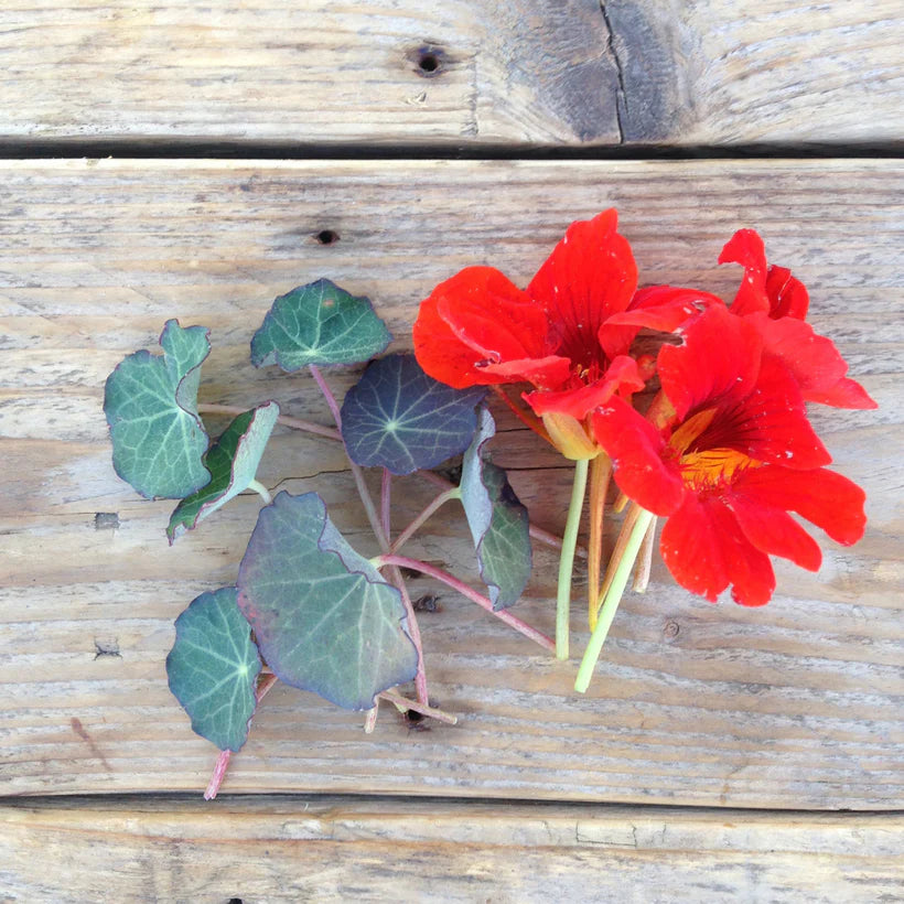Piccolo Seeds - Nasturtium Blue Pepe