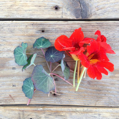 Piccolo Seeds - Nasturtium Blue Pepe