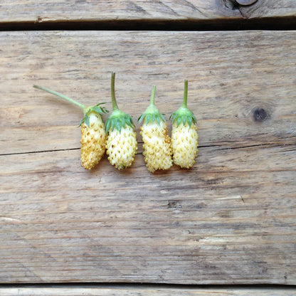 Piccolo Seeds - Strawberry Alpine White
