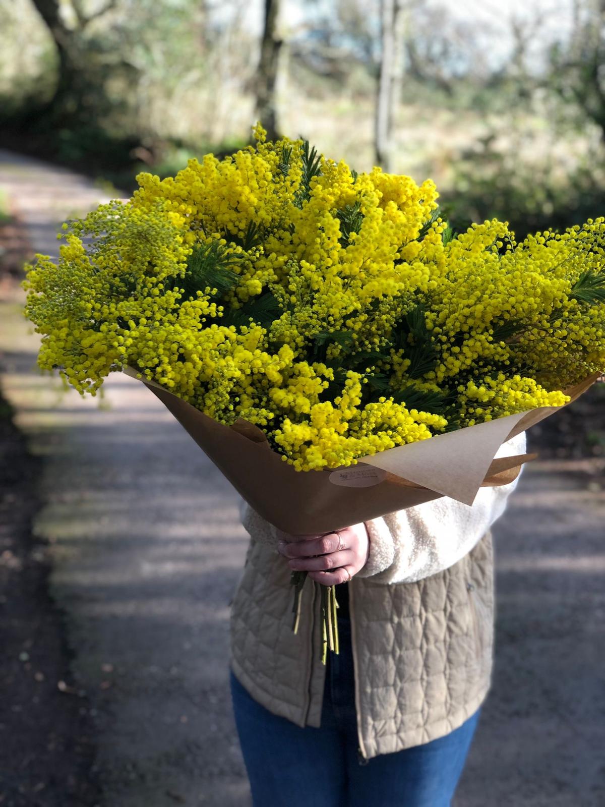 An Armful of MIMOSA