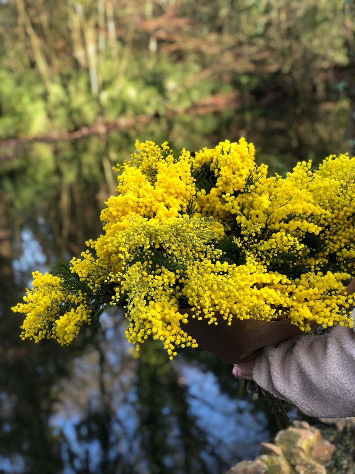 An Armful of MIMOSA